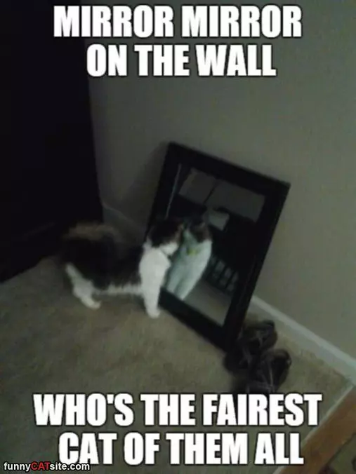 Mirror Mirror