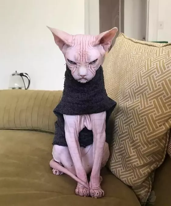 Interesting Cat