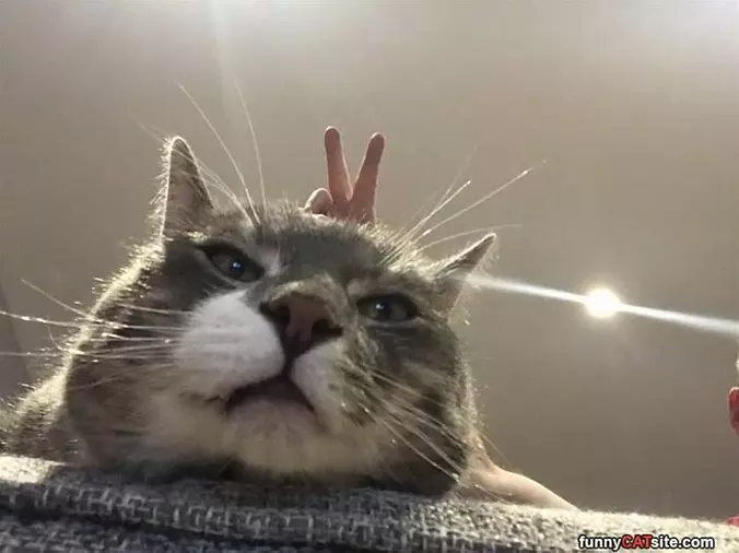 Bunny Ears
