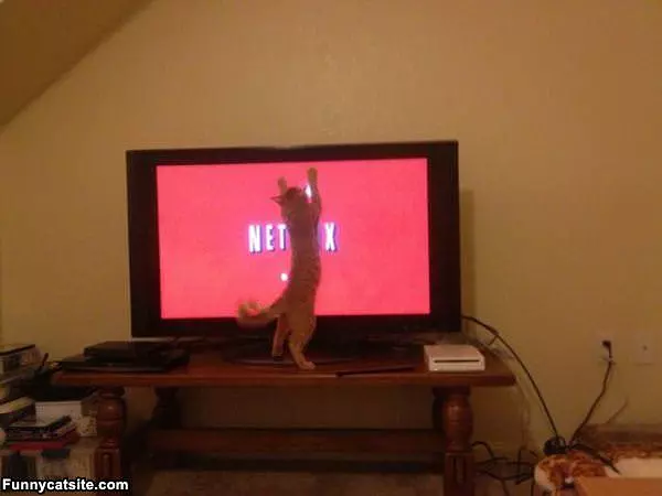 I Looove Netflix