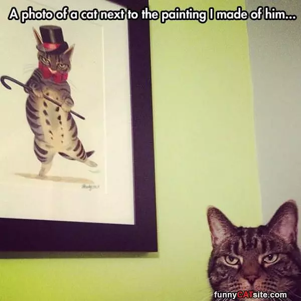 This Cat Is Not Impressed