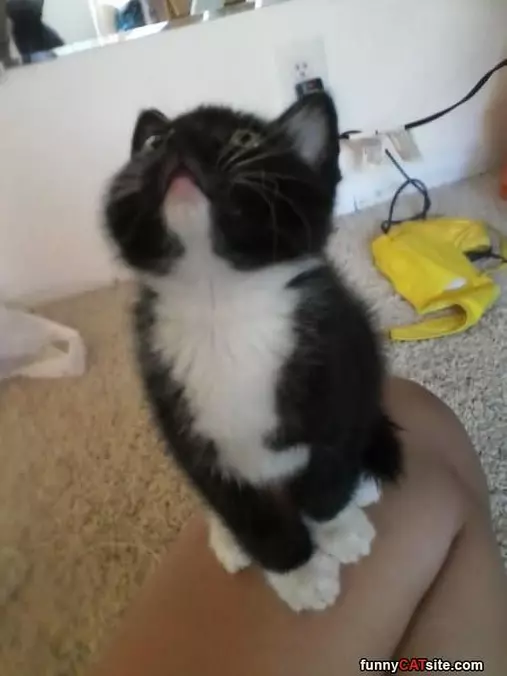 Gimme Gimme Gimme