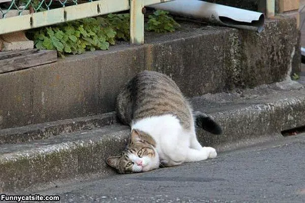 Im Having A Lazy