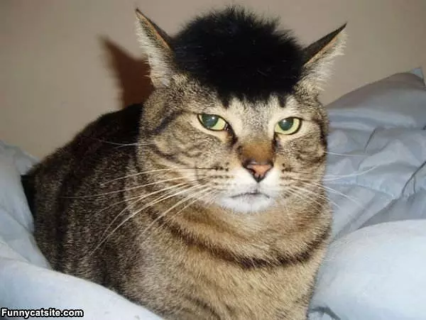 I Have Long Hair