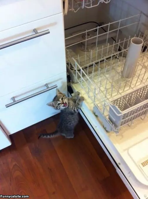 Hey Where Are The Dishes