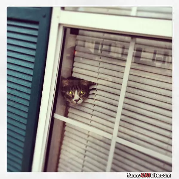 I See Everything Out There