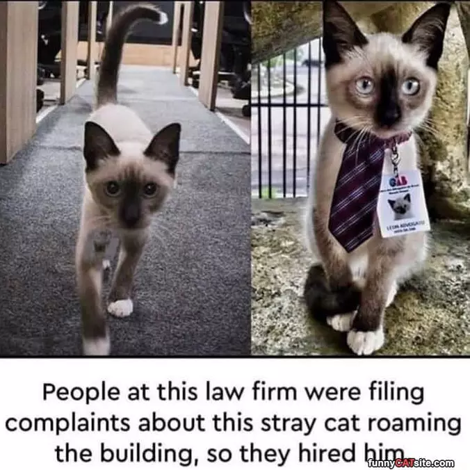 You Are Hired