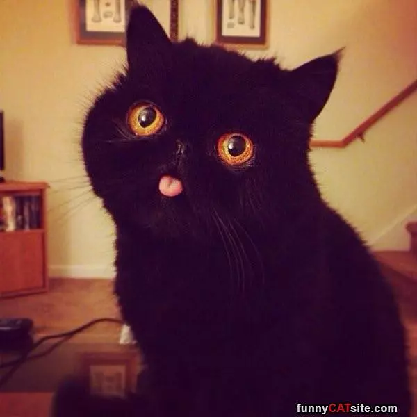 Cattt