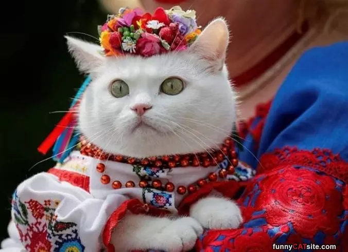 All Dressed Up