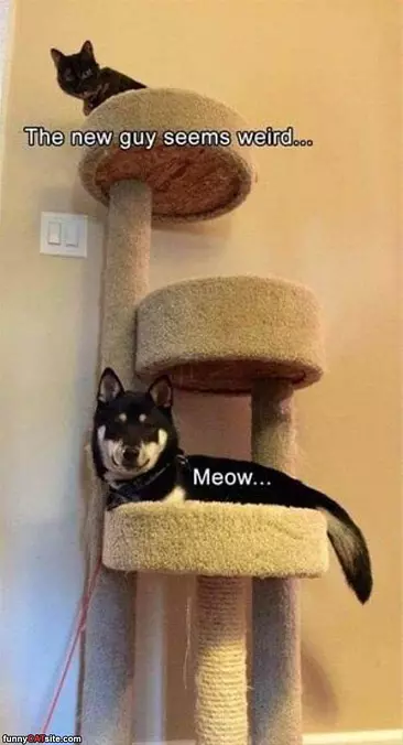 This New Guys Meow