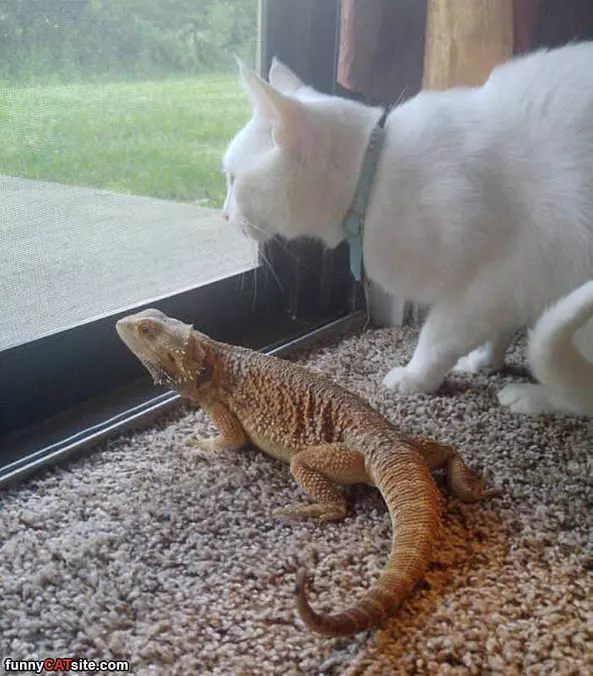 Outside To Play