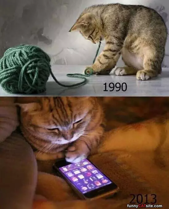 Modern Cats