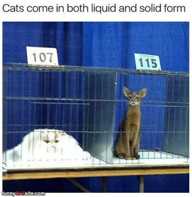 Cats Come In Two Forms
