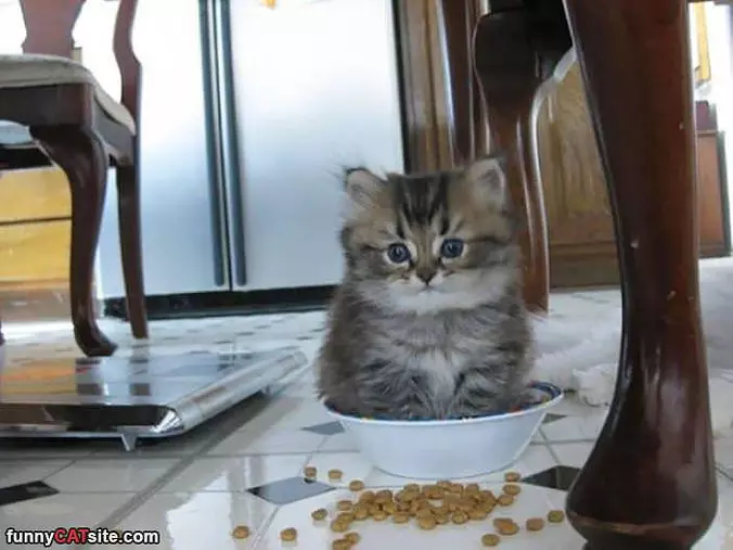 Food Does Not Fit