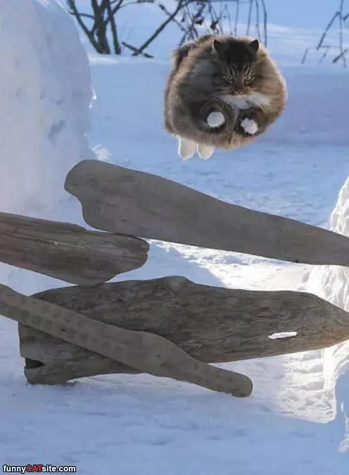 I Believe I Can Fly