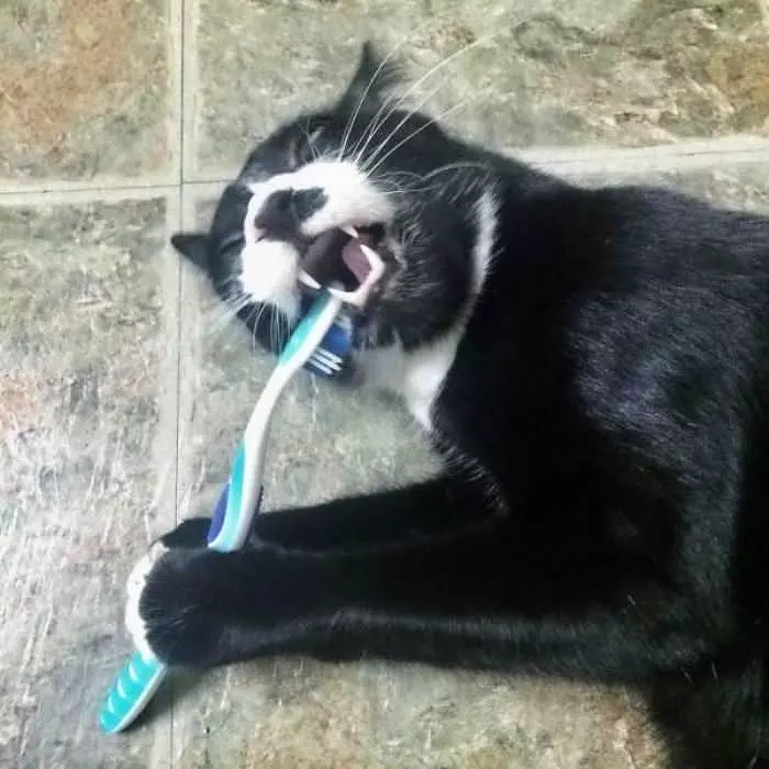 Brushy Brushy