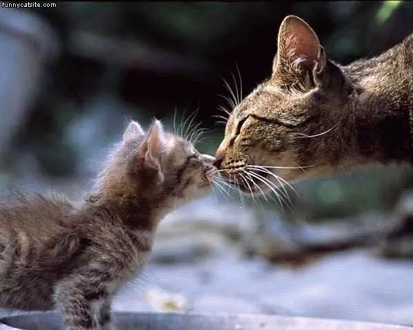 Cat Kisses Kitten