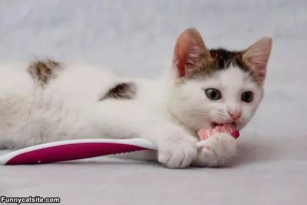 Brushy My Teeths