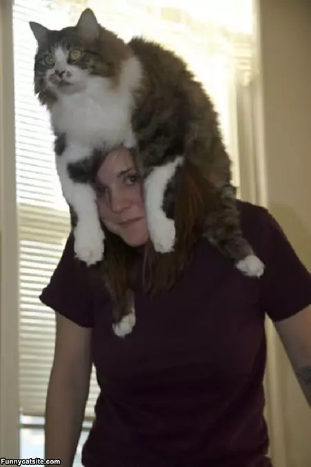 Big Fat Cat Hat