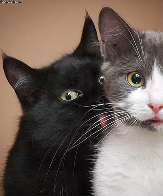 Cats Are Friends