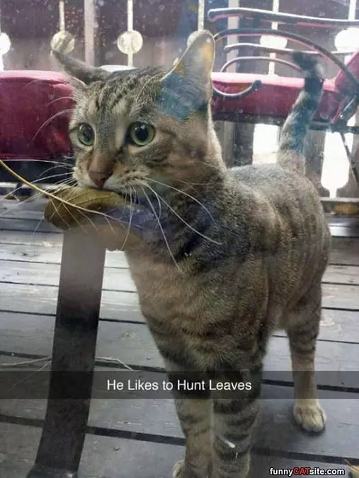 Hunting Leaves