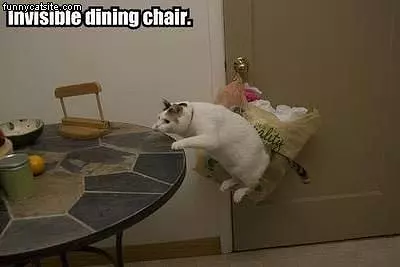 Dining Chair