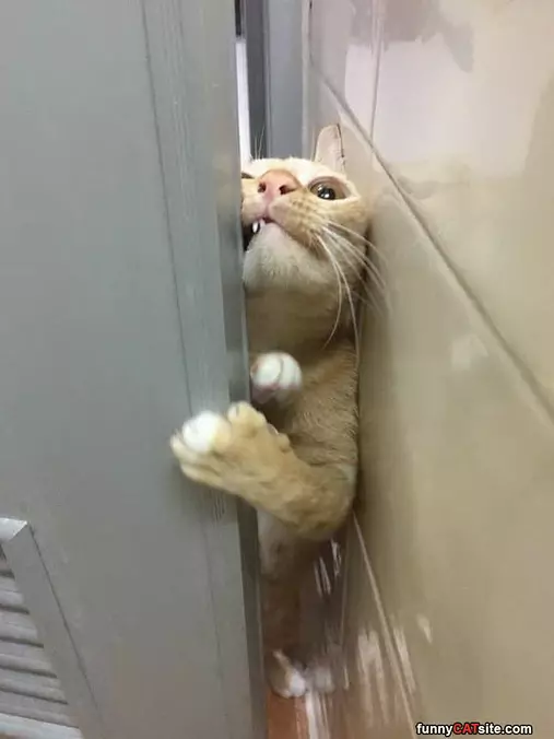Let Me In