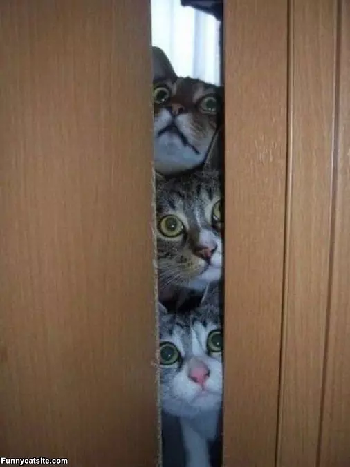 Whats In There