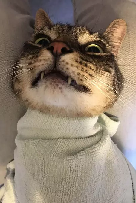 Rrrrrrrrrr