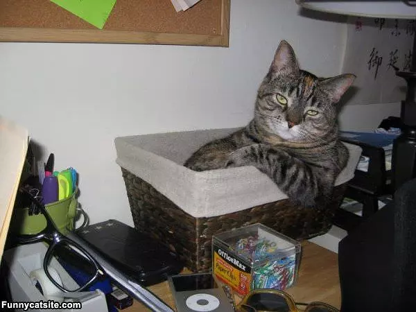 Whats Up Cat