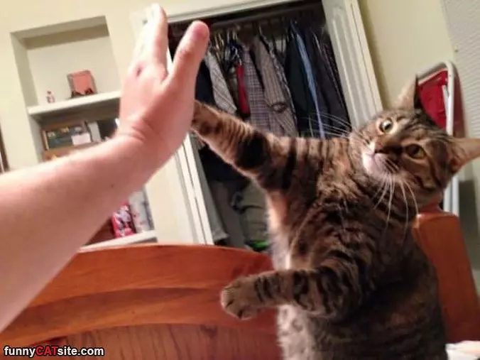 High 5 Human