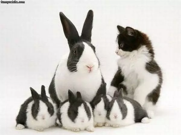 Look Alikes