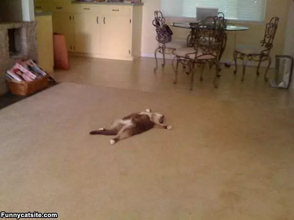 Sleep Where I Want