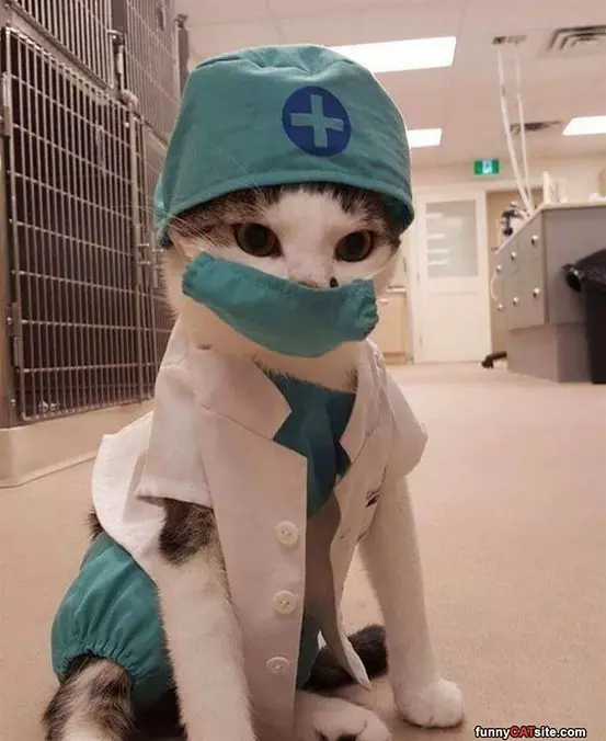 Doctor Cat