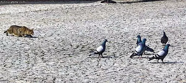 Stalkin Pigeons
