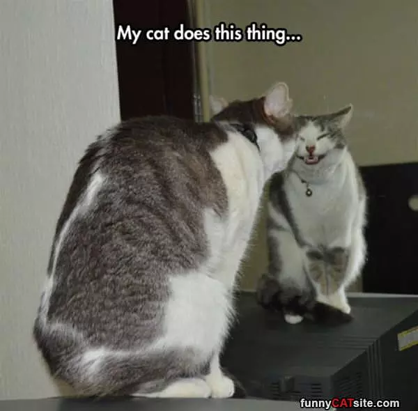My Cat Does This Thing