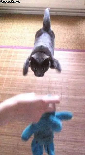 Flying Cat