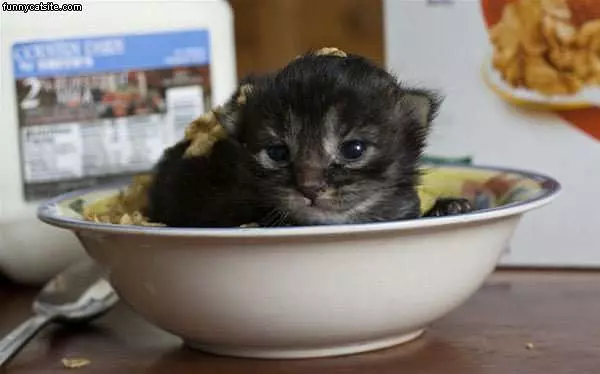 Cereal Cat