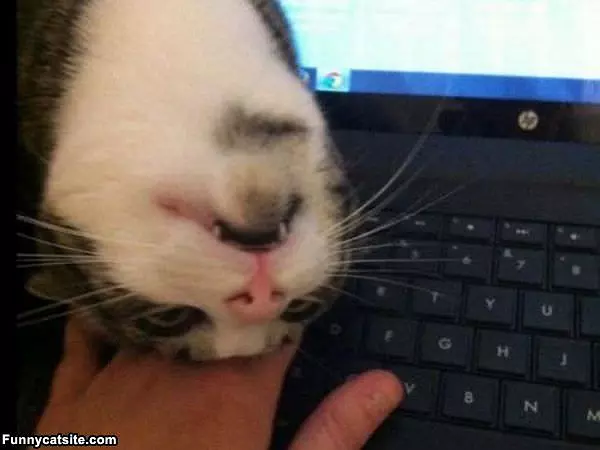 I Are A Cat