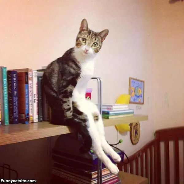 Just Having A Sits