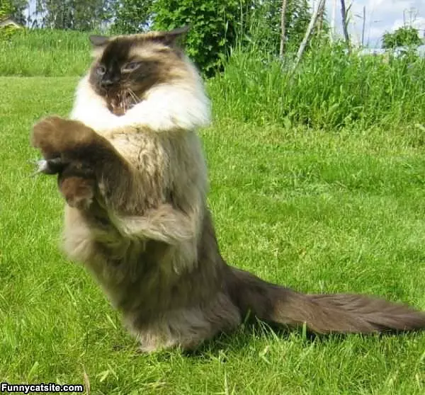 I Gots You
