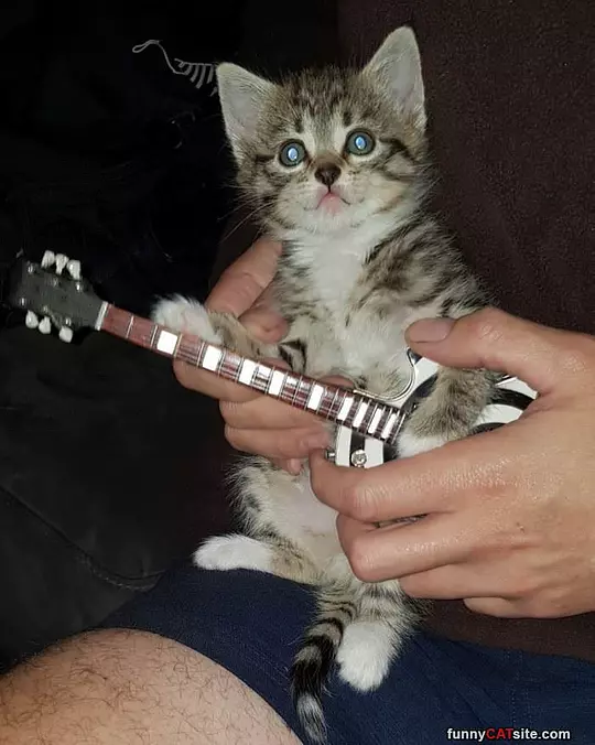 Guitar Solo