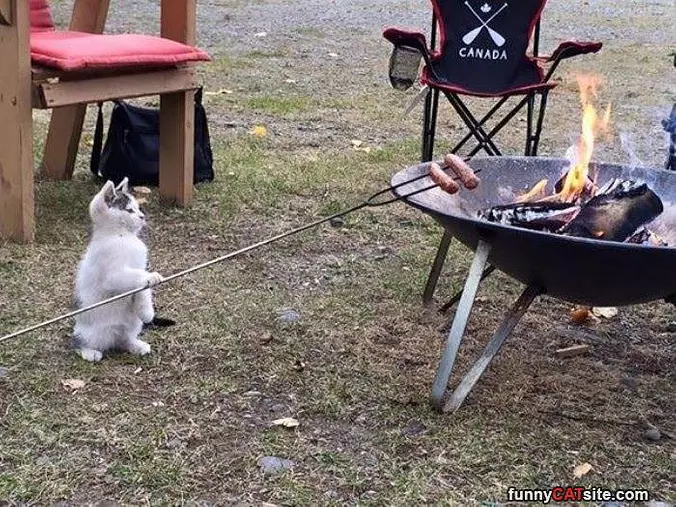 Cooking Up Some Lunch