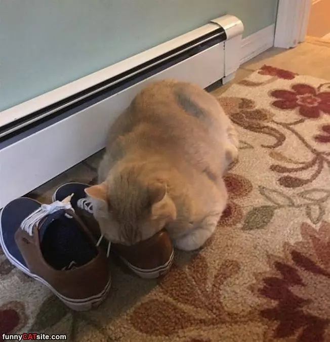 A Big Sniff