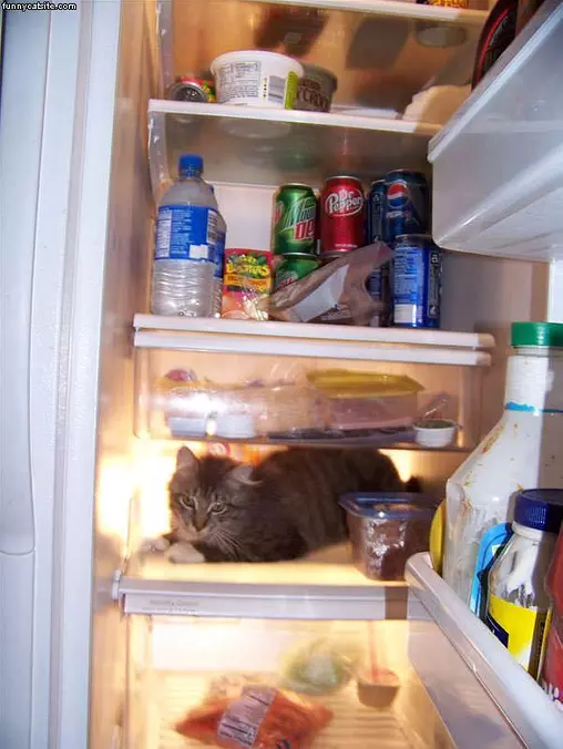 Whats For Dinner