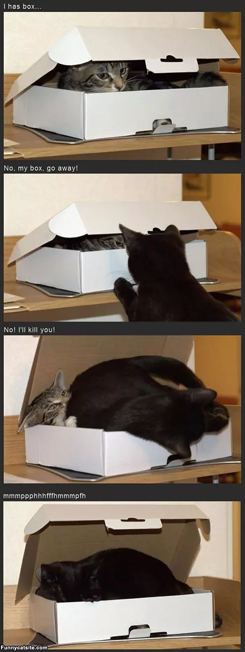 I Has A Box