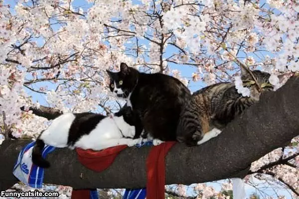 Tree Climbers