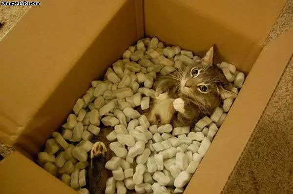 Box Cat