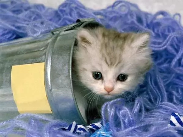 Busket Kitten