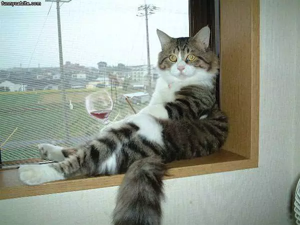 Relaxing At The Window